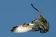 An osprey hunting for prey