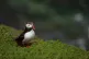 After 30 years puffins are back on the Isle of Man