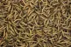 Maggots