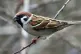 Targeted: a sparrow