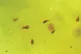DIMINISHING RETURNS: Human sperm recorded using an optical