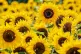 Sunflowers in Britain are usually grown for their seeds to m