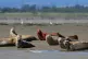 Harbour and grey seals in Thames estuary