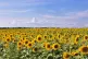 Sunflowers in Trushevtsy, Cherkas´ka Oblast´, Ukraine. The