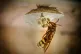 A European hornet (Vespa crabro)